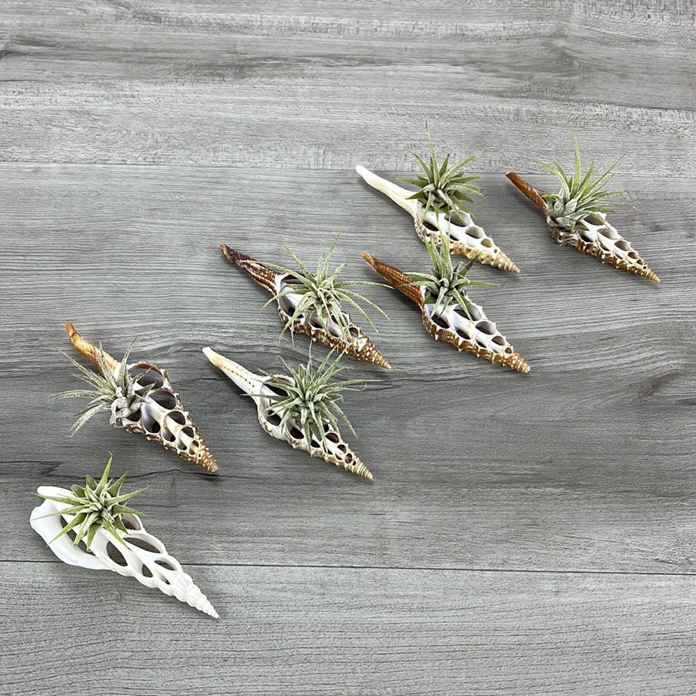 🔆AIR PLANT BUDDY🔆 WITH REAL SEA SHELL HAND MADE AND UNIQUE - Picture 7 of 8